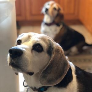 Meet your Posher, Frank